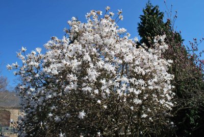 Magnolia stellata - šácholan hvězdovitý - kvetoucí habitus